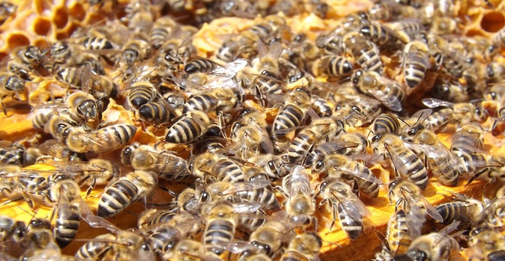 Ay, ay, ay: 5 millones de abejas cayeron de un camión en Canadá