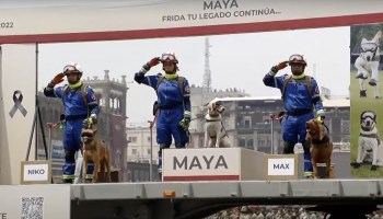 "Frida, tu legado continúa": Ella es Maya, la perrita que está entrenando en el Ejército