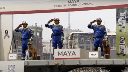 "Frida, tu legado continúa": Ella es Maya, la perrita que está entrenando en el Ejército