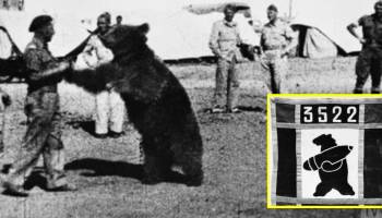 La historia de Wojtek, el oso que 'peleó' en la Segunda Guerra Mundial