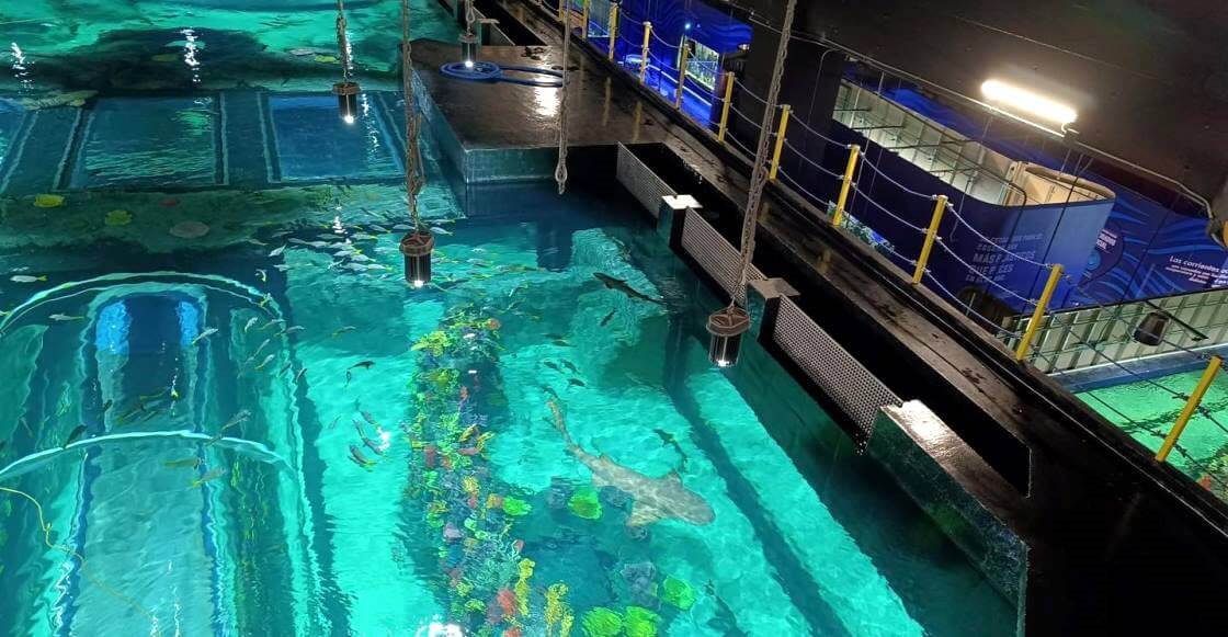 Una visita a Michin, el nuevo acuario de la CDMX