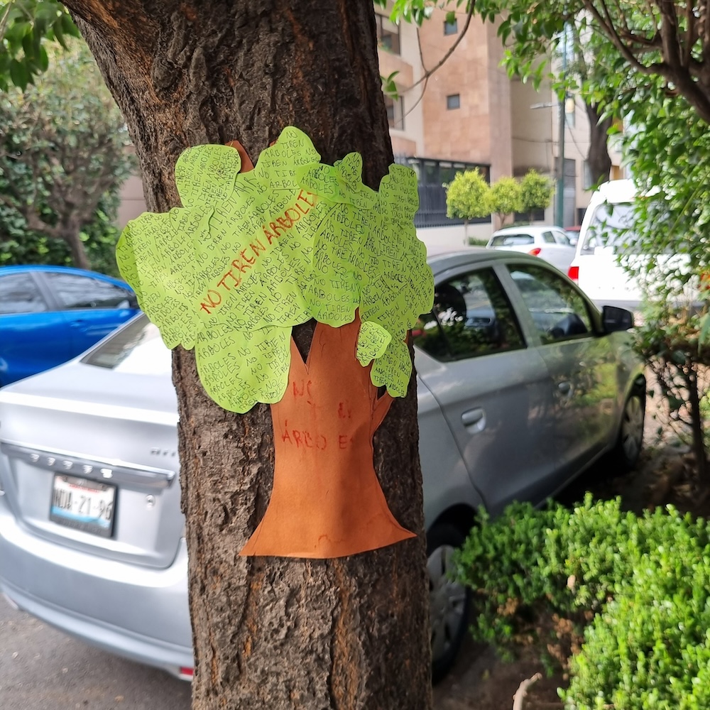 Eugenio, el árbol de 150 años que quieren talar para hacer departamentos en la Del Valle