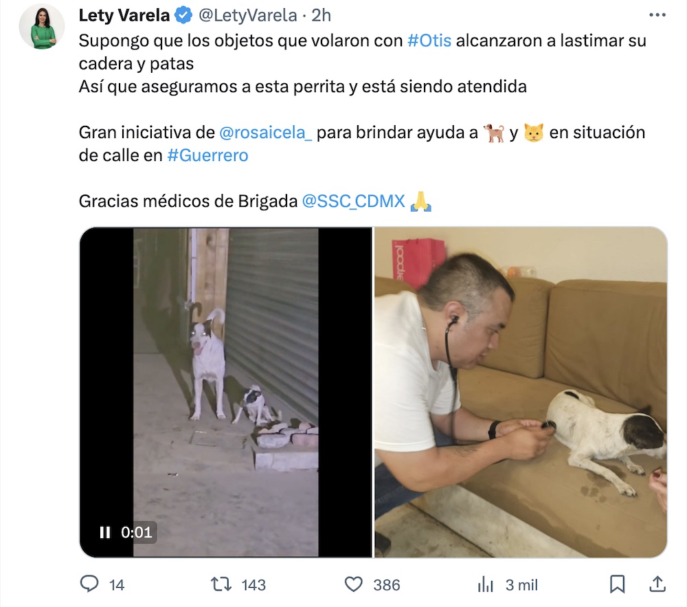 Rescate de perritos y gatos en Acapulco después del huracán Otis