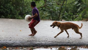 Centros de acopio para animales de Acapulco.