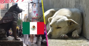 Hachiko mexicano: Perrito espera a su dueña en casa meses después de su muerte