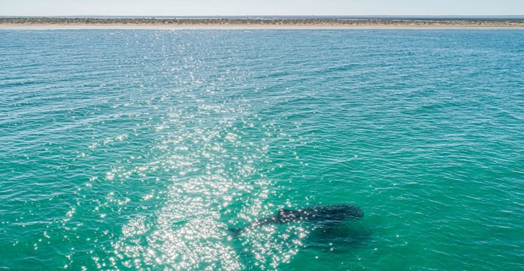 Y a todo esto: ¿Por qué el Golfo de California se llama Mar de Cortés?