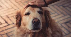 Medicamentos para prolongar la vida de los perros.