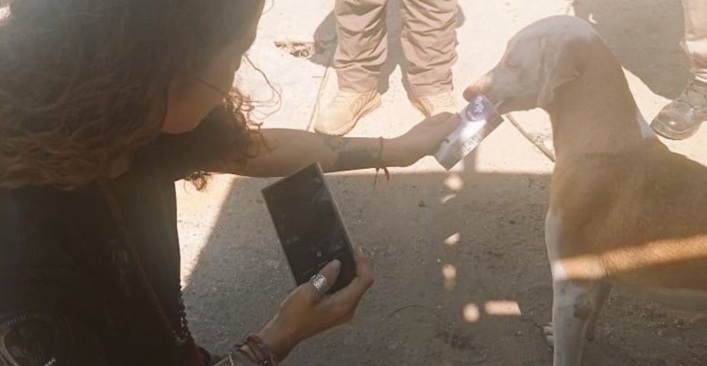 Rescate de perritos y gatos en Acapulco después del huracán Otis