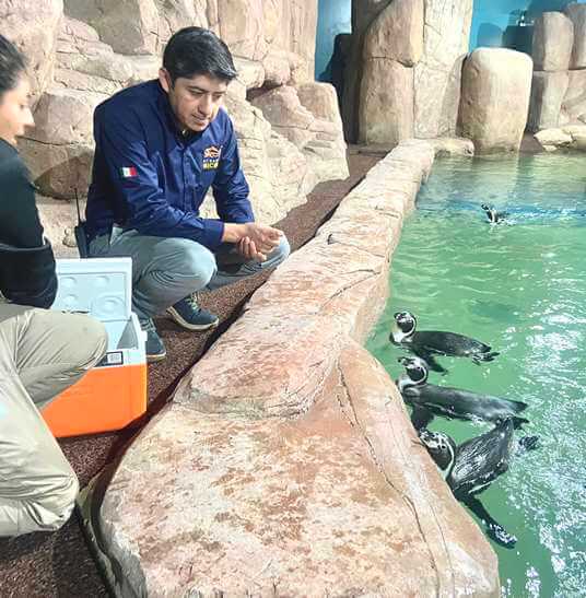 Pingüinos en la Ciudad de México