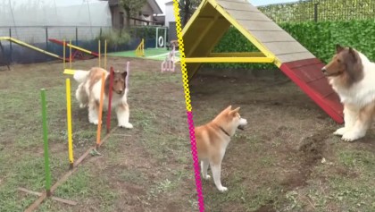 ¿Se acuerdan del hombre que se 'convirtió' en perro? Pues ya hasta toma entrenamiento canino