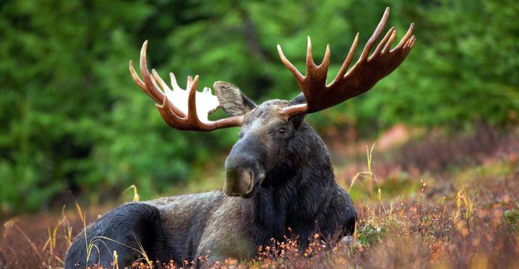 Alces están lamiendo coches en Canadá.