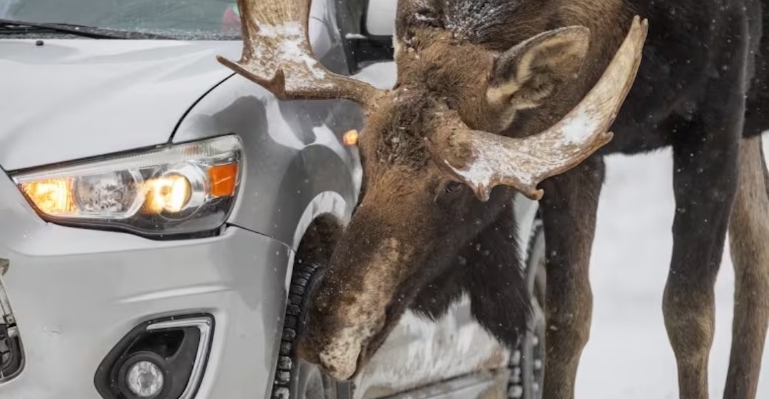 Alces están lamiendo coches en Canadá.