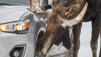 Alces están lamiendo coches en Canadá.