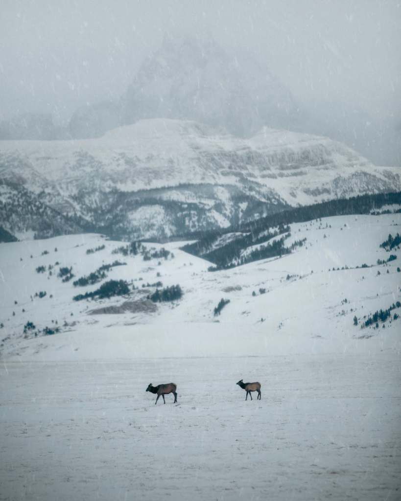 Alces están lamiendo coches en Canadá.