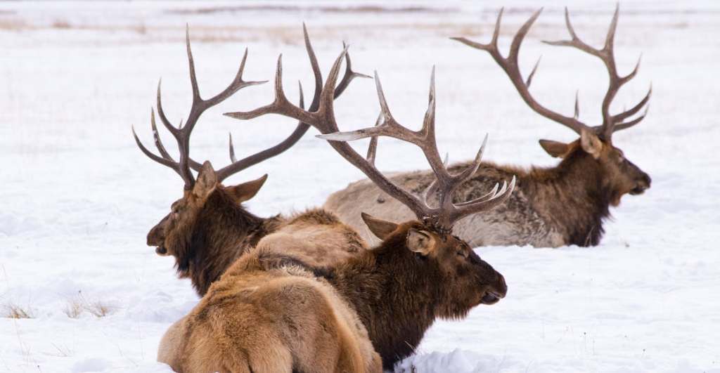 Alces están lamiendo coches en Canadá.