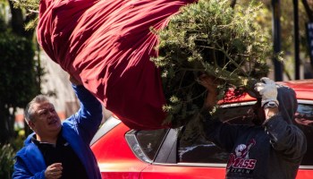 Se acabó la fiesta: Lugares para reciclar tu árbol de Navidad natural