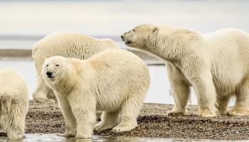 Murió el primer oso polar por gripe aviar y sí, preocupa mucho