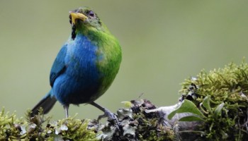 Pájaro mitad macho y mitad hembra en Colombia.