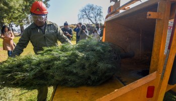 Cuáles son las expectativas de los mexicanos para 2024 y cómo reciclar el árbol de Navidad en Sopitas FM