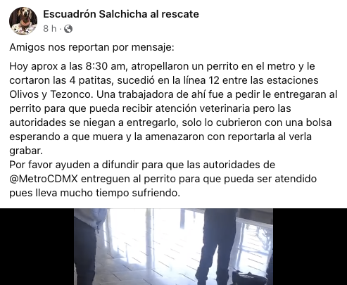 Así la denuncia del perrito que fue atropellado en la línea 12 del Metro de la CDMX.