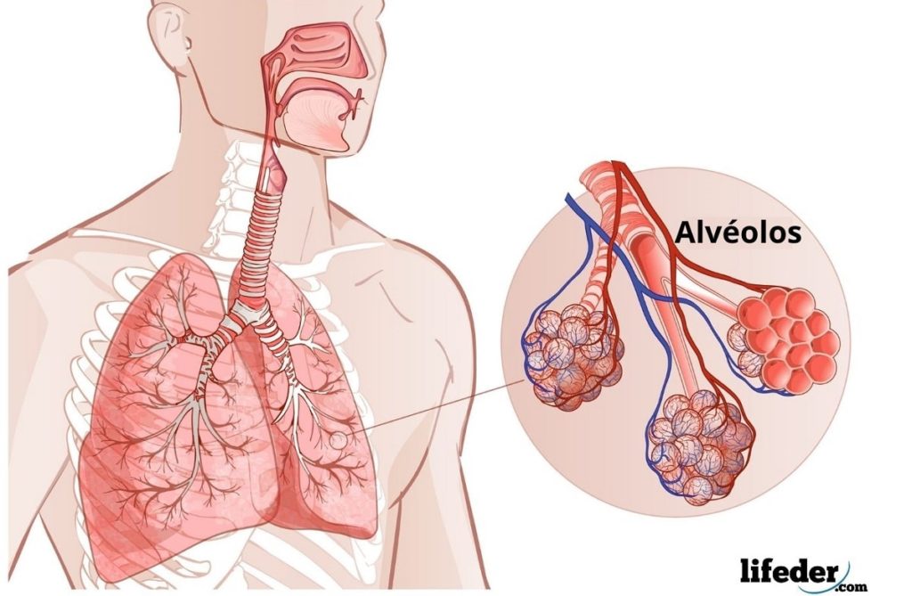 Un diagrama que muestra los alveolos de los pulmones.