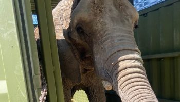 Llevarán a la elefanta Ely al zoológico de San Juan de Aragón.