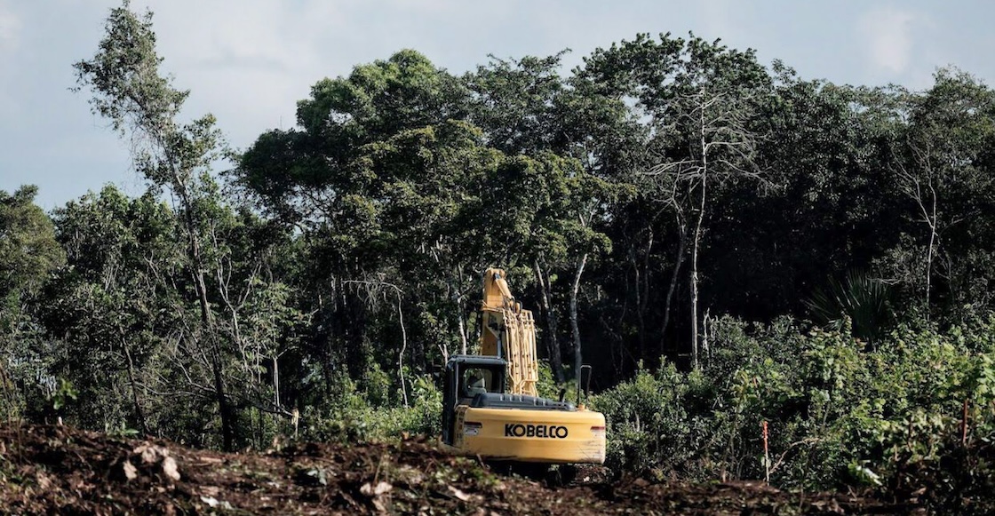 4 datos para dimensionar la tala de 7 millones de árboles por el Tren Maya