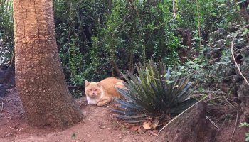 Gatos de Palacio Nacional.