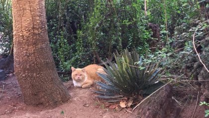 Gatos de Palacio Nacional.