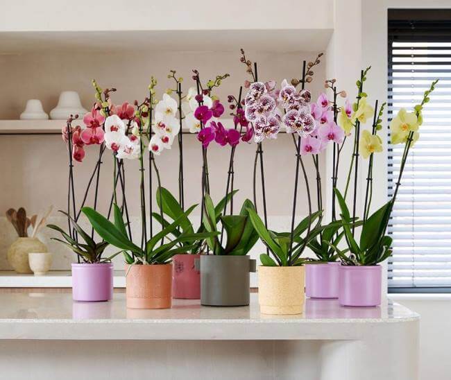 5 lugares para comprar las orquídeas más raras en la CDMX