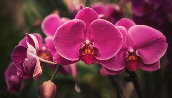 5 lugares para comprar las orquídeas más raras en la CDMX