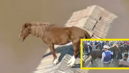 El rescate de un caballo atrapado en Brasil