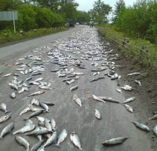 El día que llovieron peces en Irán