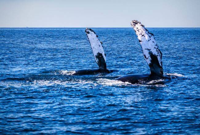 Los mejores lugares para el avistamiento de ballenas en México