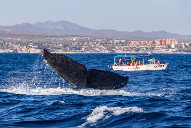 Los mejores lugares para el avistamiento de ballenas en México