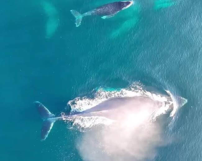 Los mejores lugares para el avistamiento de ballenas en México