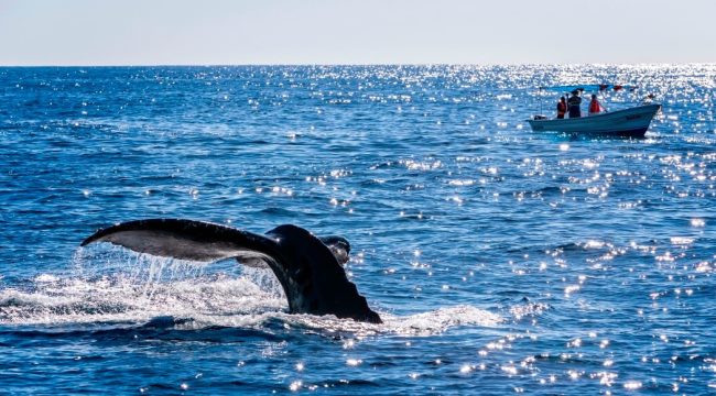 Los mejores lugares para el avistamiento de ballenas en México