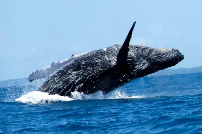 Los mejores lugares para el avistamiento de ballenas en México