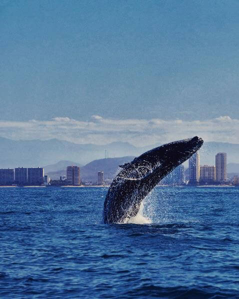 Los mejores lugares para el avistamiento de ballenas en México