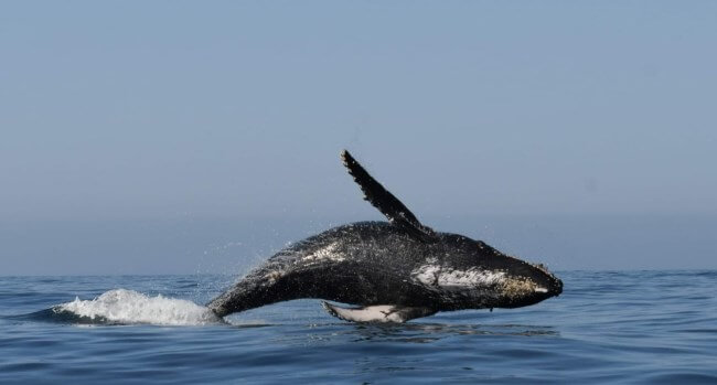 Los mejores lugares para el avistamiento de ballenas en México