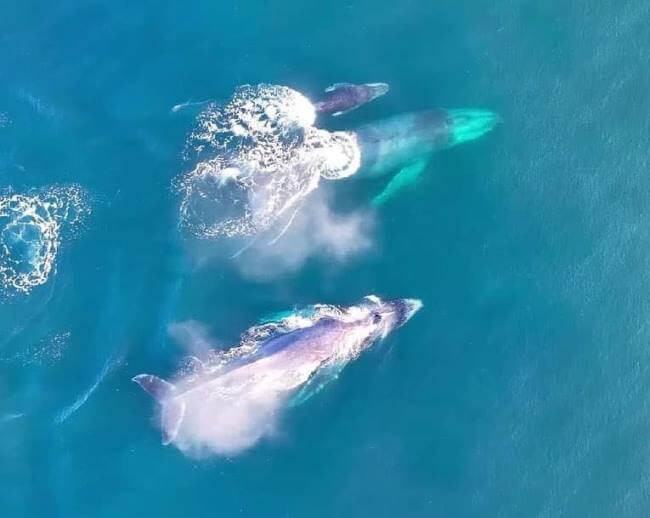 Los mejores lugares para el avistamiento de ballenas en México