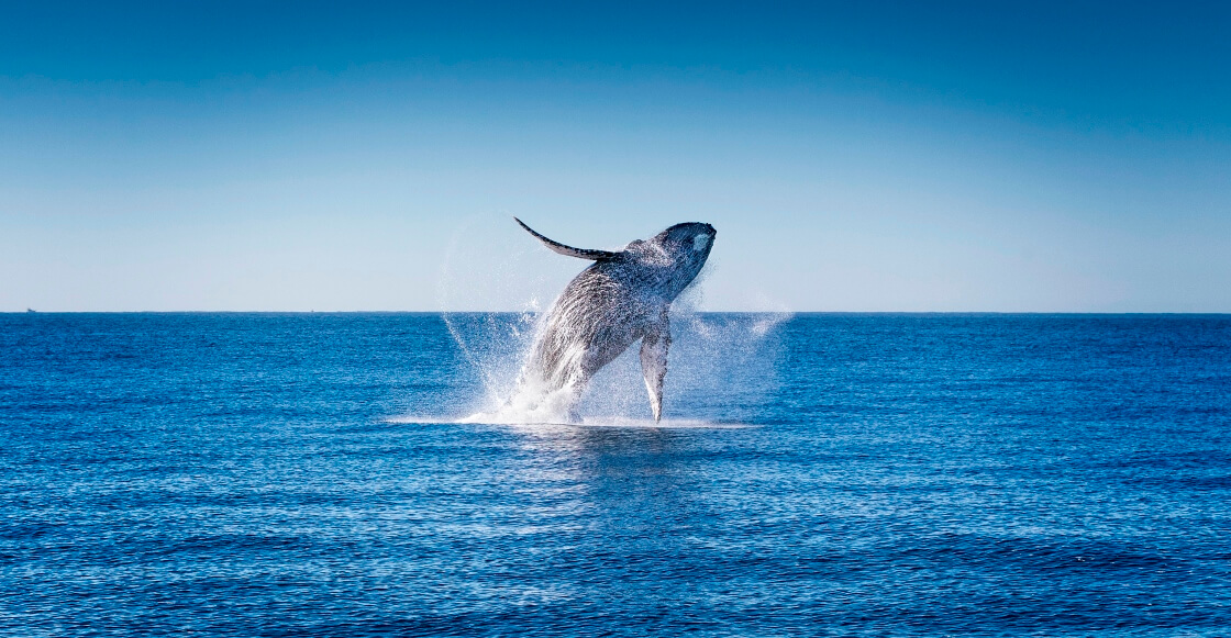 Los mejores lugares para el avistamiento de ballenas en México