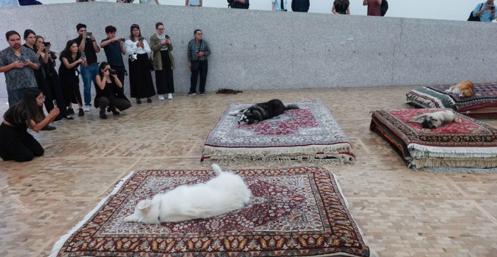 'Casts': La exposición del Museo Tamayo y por qué la señalan de maltrato animal