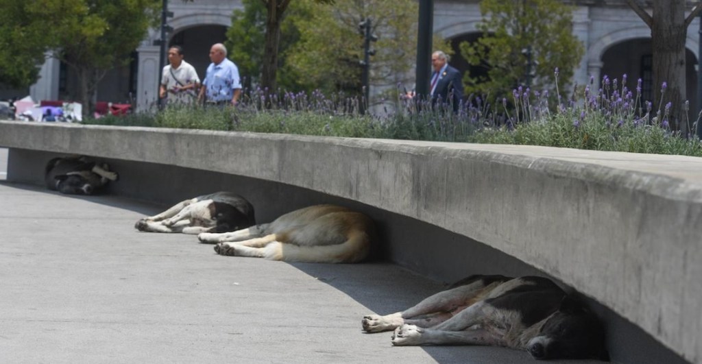 Al menos 26 personas han muerto por las olas de calor en México