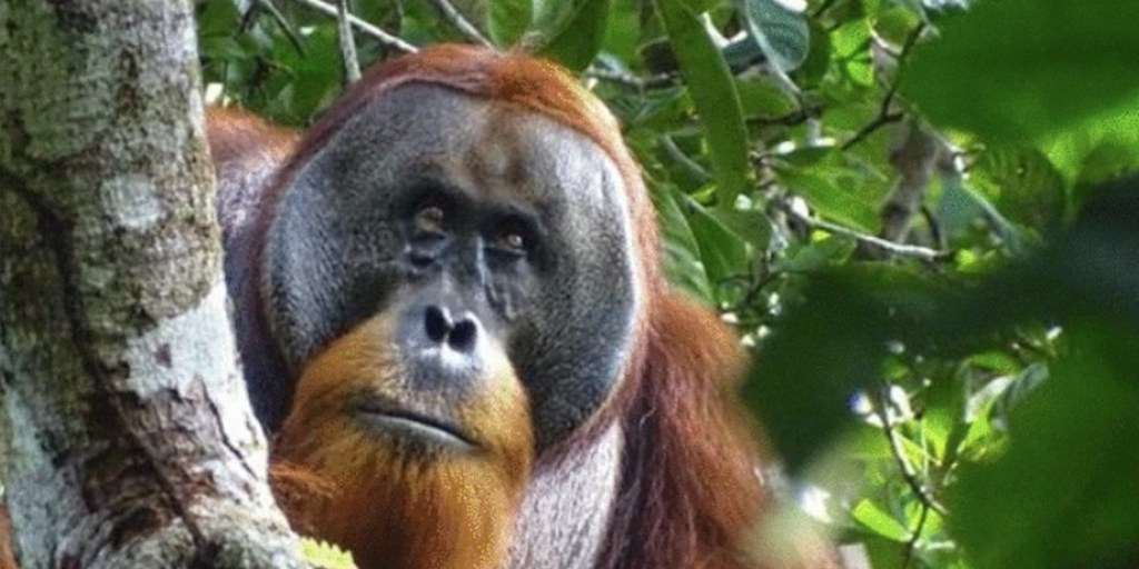 Orangután se cura herida con planta medicinal.