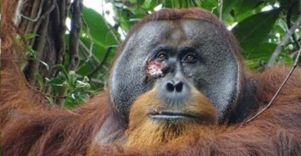 Orangután se cura herida con planta medicinal en Indonesia.