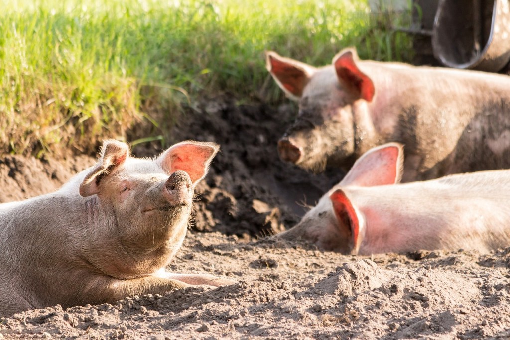 Paciente que recibió riñón de cerdo muere y resurge la duda por los xenotrasplantes