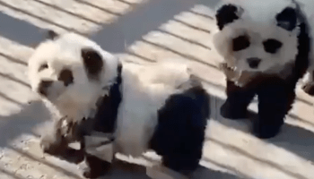 Perritos pintados como pandas en zoológico de China.