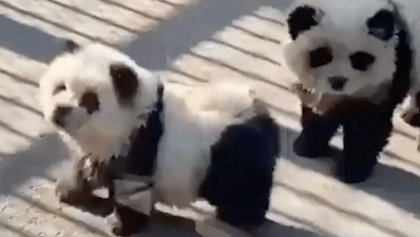 Perritos pintados como pandas en zoológico de China.