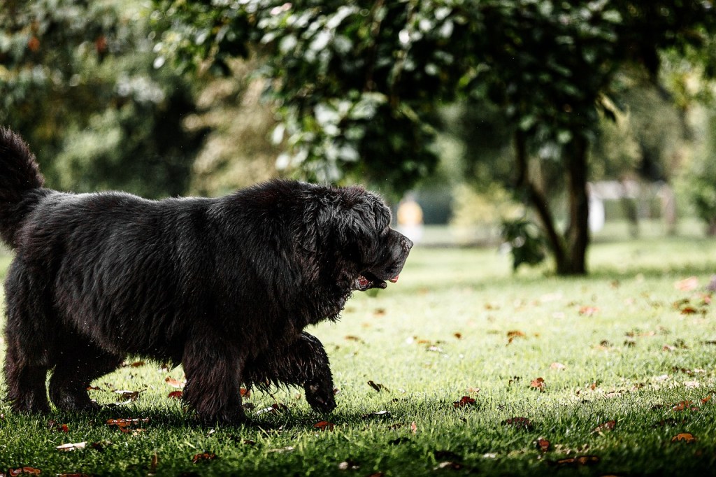 10 razas de perros que más duermen al día